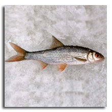 S&auml;rki