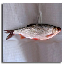 S&auml;rkilahna